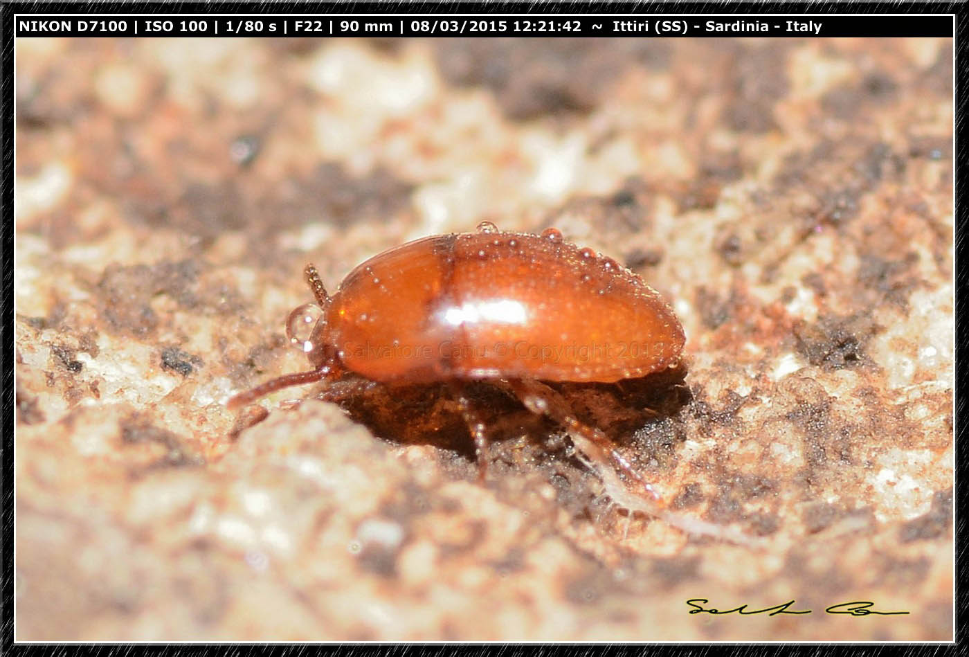 Oochrotus unicolor unicolor, Tenebrionidae
